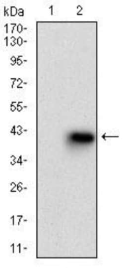 Neprilysin-2/MMEL1 Antibody (2D2H5) - BSA Free, Novus Biologicals 0.1mg;
